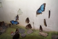 Muzeum żywych motyli